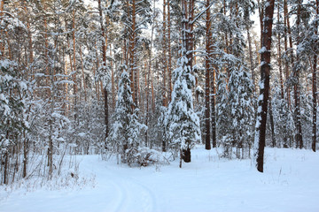 Winter Pine Forest