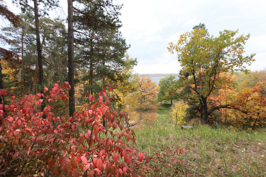 autumn in the mixed forest