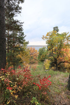 autumn in the mixed forest