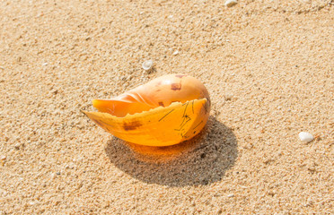 Fototapeta na wymiar Conch shell on beach with waves.