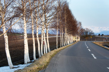 シラカバ並木