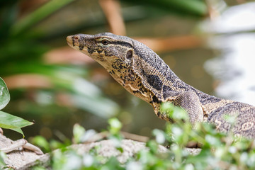 Water monitor