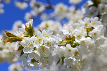Kirschblüte - Cherry blossom