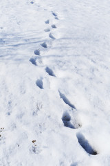 texture footprints in the snow
