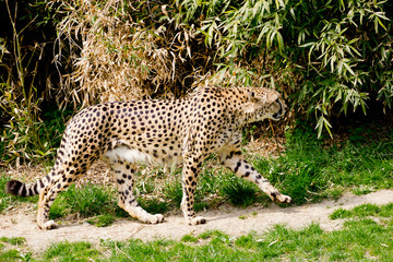 Cheetah going hunting