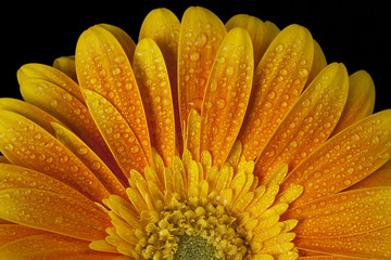 Gerbera flower with dew.