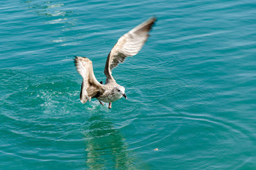 Möwe fliegt über  Wasseroberfläche