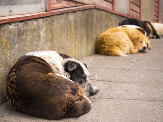 Straßenhund, Hafen von Puerto  Montt