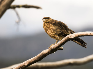 Falklandkarakara (Phalcoboenus australis)