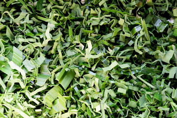Pandanus leaf split texture