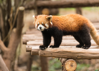 Ailurus fulgens