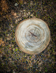 Top view of tree stump