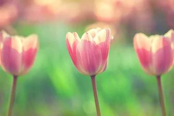 Crédence de cuisine en verre imprimé Tulipe tulipes dans le jardin