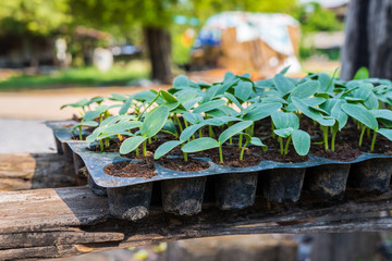 young seedlings of cucumbers in tray