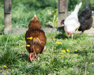Poules
