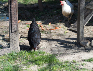 Poule blanche et poule noire