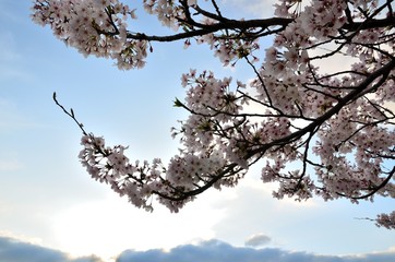 桜
