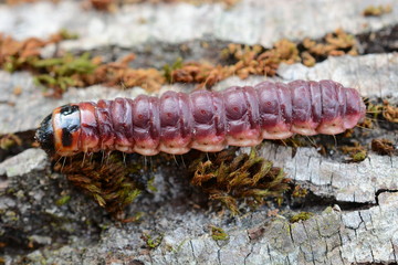 larva