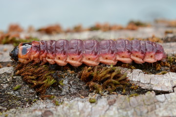 larva