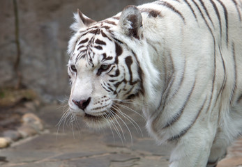 Fototapeta na wymiar Бенгальский (белый) тигр