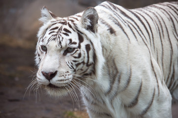 Бенгальский (белый) тигр.