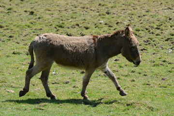 Fototapeta premium asinello