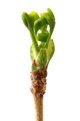 Sich öffnende Ginkgo Knospe / junge Blätter