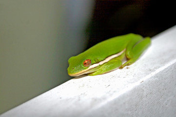 Frog