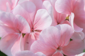 Fototapeta na wymiar Closeup petal of geranium.