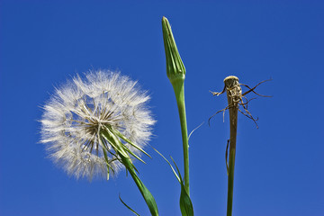 dandelion as a symbol of the swiftness of life