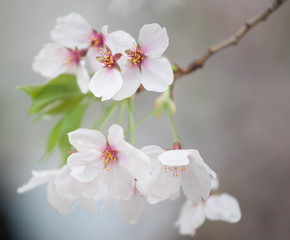 Cherry blossom ,spring season in Japan