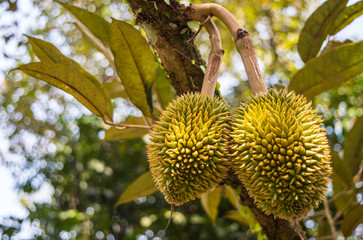 Durians in the garden
