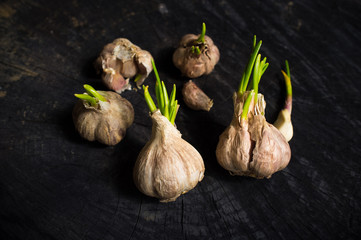 Many heads of garlic with green sprouts
