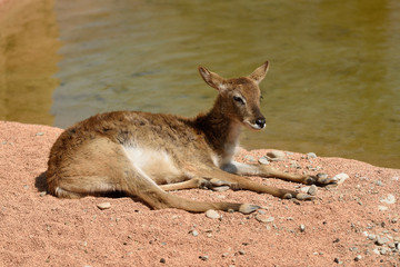 antilope di Maria gray