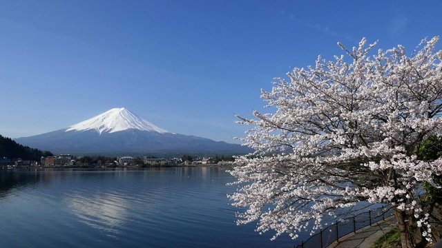 Cherry blossoms and Mount Fuji, Scenery too beauty in Japan.