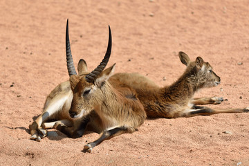 antilope di Maria gray