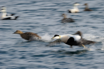 Flying Eider duck taking of from water.