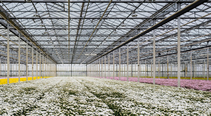 Greenhouse of a cut flower nursery with blooming chrysanthemums