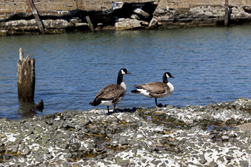 geese near a water with garbage