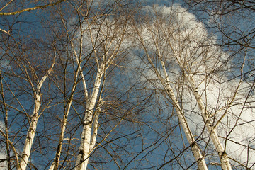 Beautiful birch trees in the blue sky