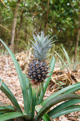Pineapple in the garden