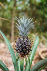 Pineapple in the garden