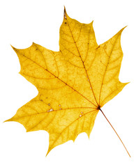 Beautiful golden maple leaf