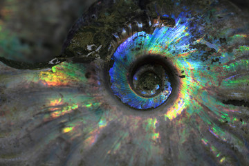 ammonites fossil background