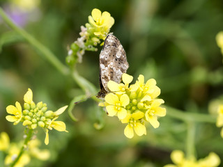A Moth In Canola Field