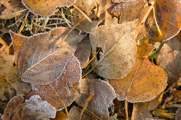 Fallen yellow leaves covered with rime