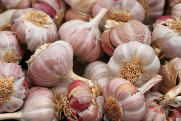 fresh garlic background