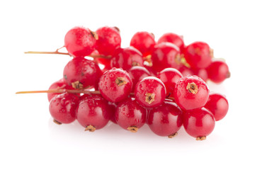 Red Currants