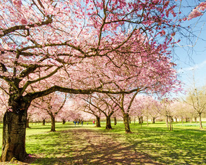 Japanischer Kirschblütentraum im Frühling :)