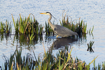 Grey heron, the largest land bird found in the Britsh Isles.